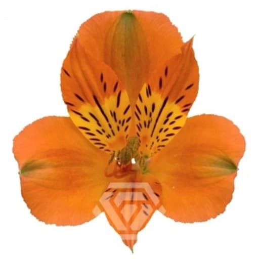 ORANGE SAVANNA Альстромерия