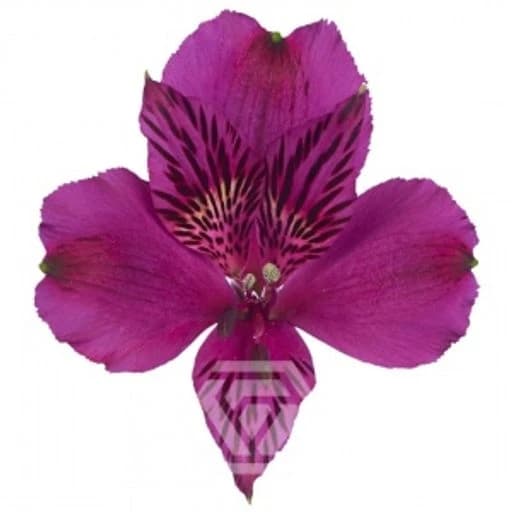 Альстромерия PURPLE AMATISTA Альстромерия