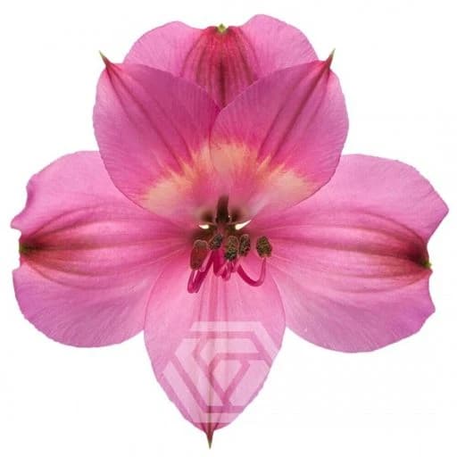 HOT PINK INTENZ DARK PINK Альстромерия