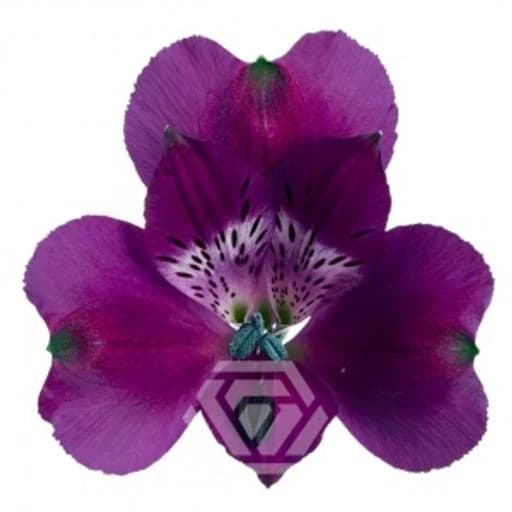 Альстромерия PURPLE MARACANA Альстромерия
