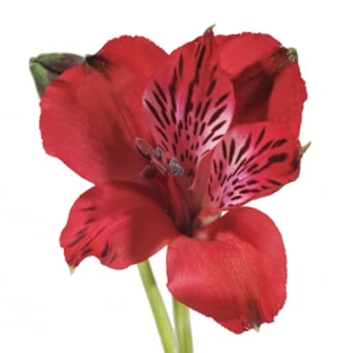 RED BAHIA Альстромерия