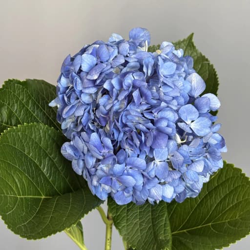 BLUE PREMIUM Гортензия