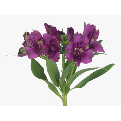PURPLE AMATISTA Альстромерия