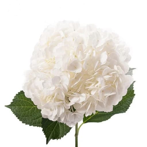 WHITE PREMIUM Гортензия
