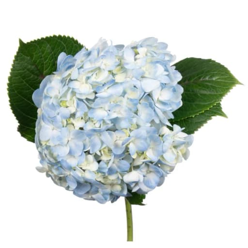 BLUE PREMIUM Гортензия