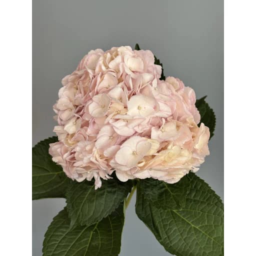 Гортензия LIGHT PINK PREMIUM Гортензия