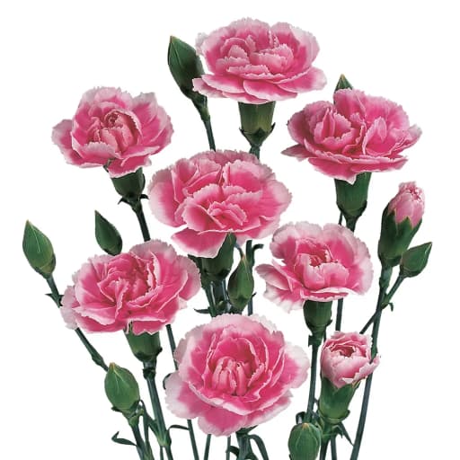 Spray Carnation Queen Scarlett Many Гвоздика кустовая
