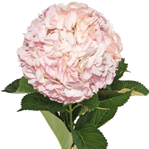 TINTED LIGHT PINK Гортензия
