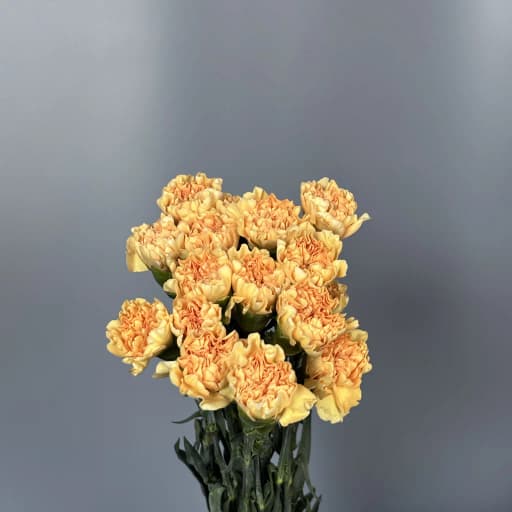Carnation Peach Гвоздика