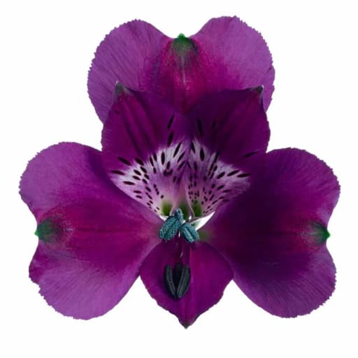 PURPLE MARACANA Альстромерия