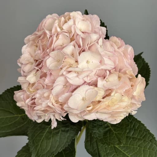 TINTED LIGHT PINK Гортензия