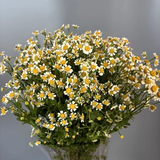 Tanacetum Tana Pa Vegmo Матрикария