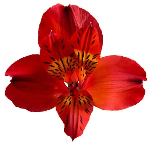 BICOLOUR HOT PEPPER Альстромерия