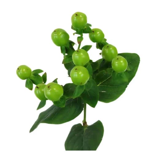 Green Гиперикум
