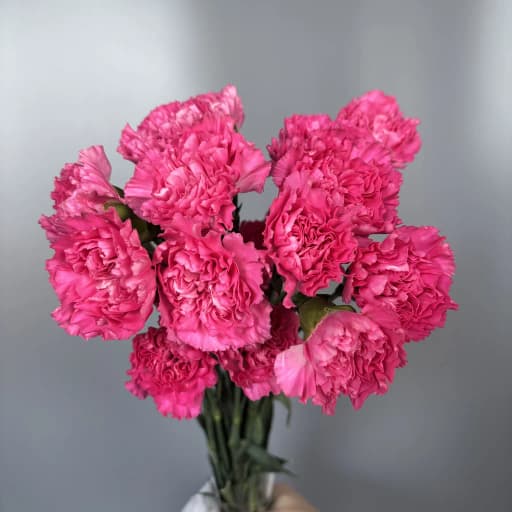 Carnation Bizet Hot Pink Гвоздика