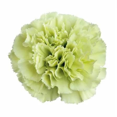 Carnation Barberatus Stpatrick Гвоздика