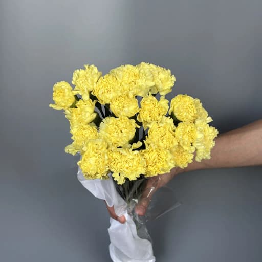 Carnation Yellow Гвоздика