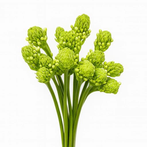 Ornitogalum Saundersiae Зелень