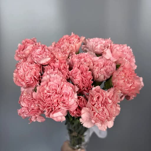 Carnation Pink Beauty Гвоздика