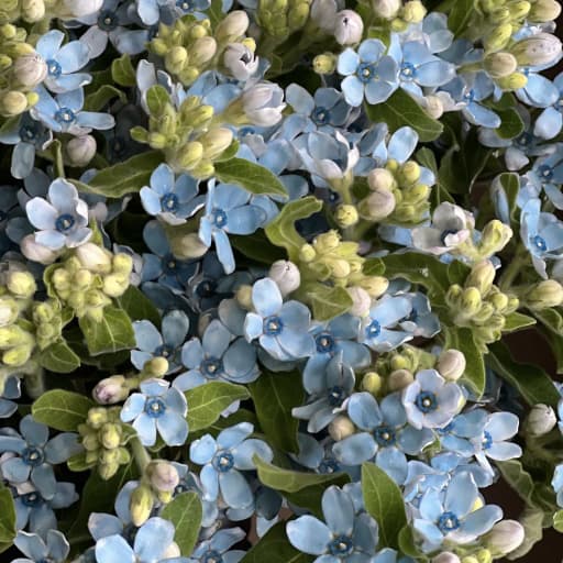 Blue Оксипеталум