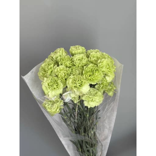 Carnation Barberatus Stpatrick Гвоздика