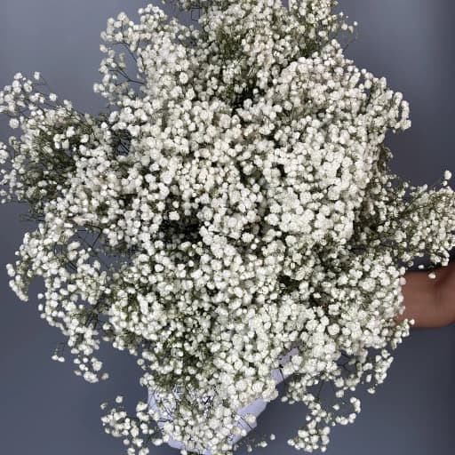 White Гипсофила