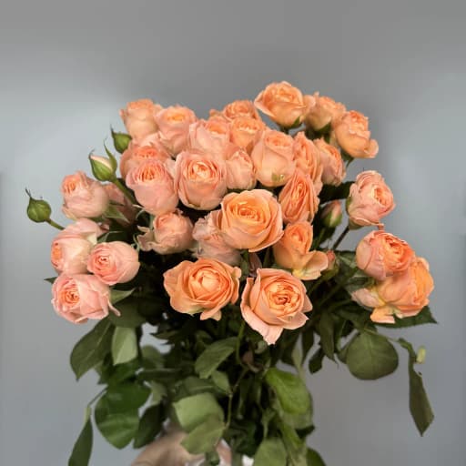Spray roses Mickey Роза кустовая