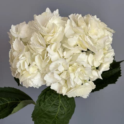 WHITE PREMIUM Гортензия