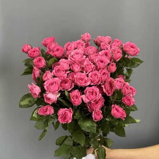 Spray roses Sofy baby A+ Роза кустовая