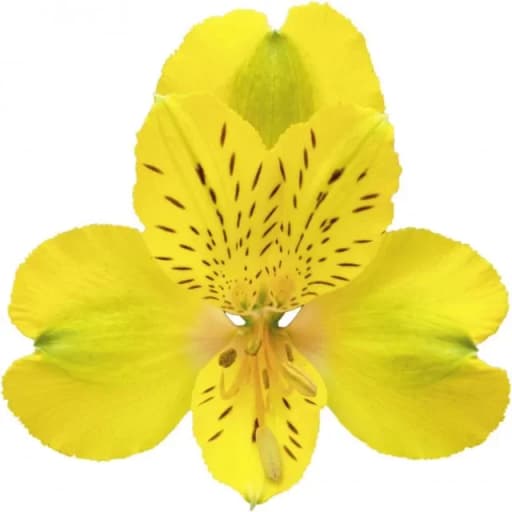 YELLOW FLORIDA Альстромерия