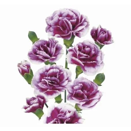 Spray Carnation Paso Doudle Гвоздика кустовая