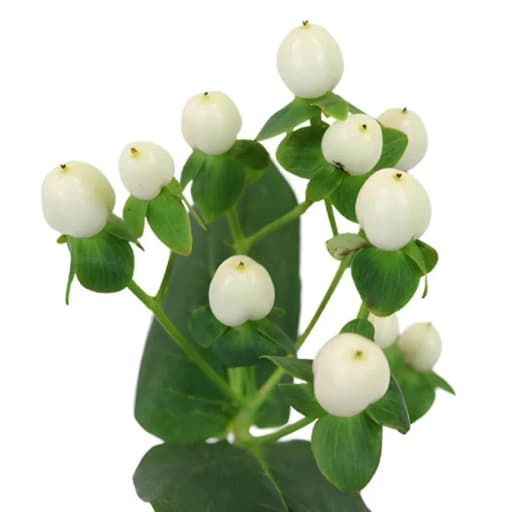 White Гиперикум