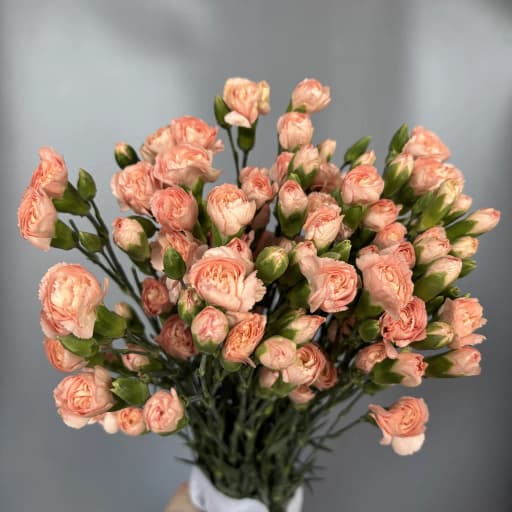 Spray Carnation DCM-2019-9191 Гвоздика кустовая