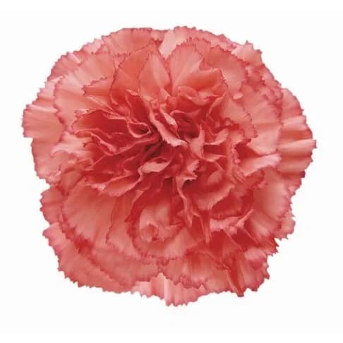 Carnation Zenit Гвоздика