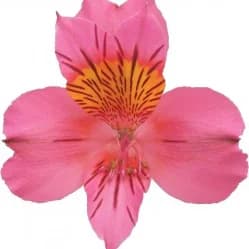 PINK AMPOSTA Альстромерия
