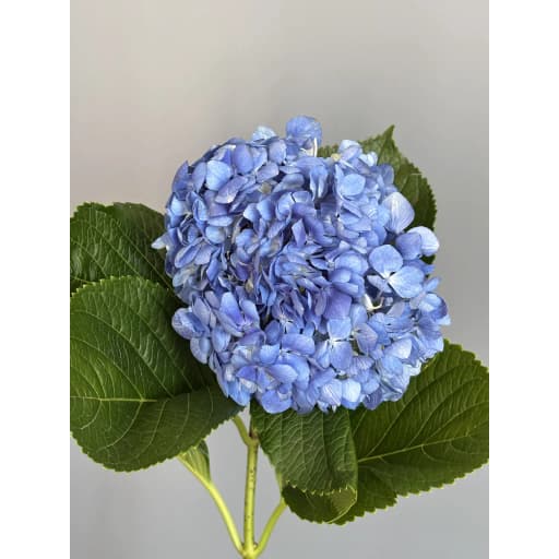 BLUE PREMIUM Гортензия