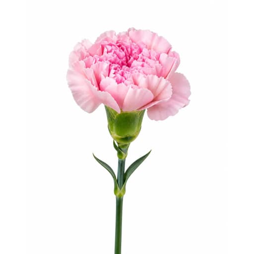 Carnation Pink Beauty Гвоздика